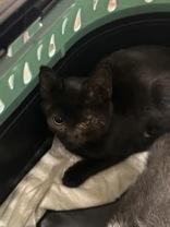 Void, Adopted, Kitten Female Domestic Short Hair.