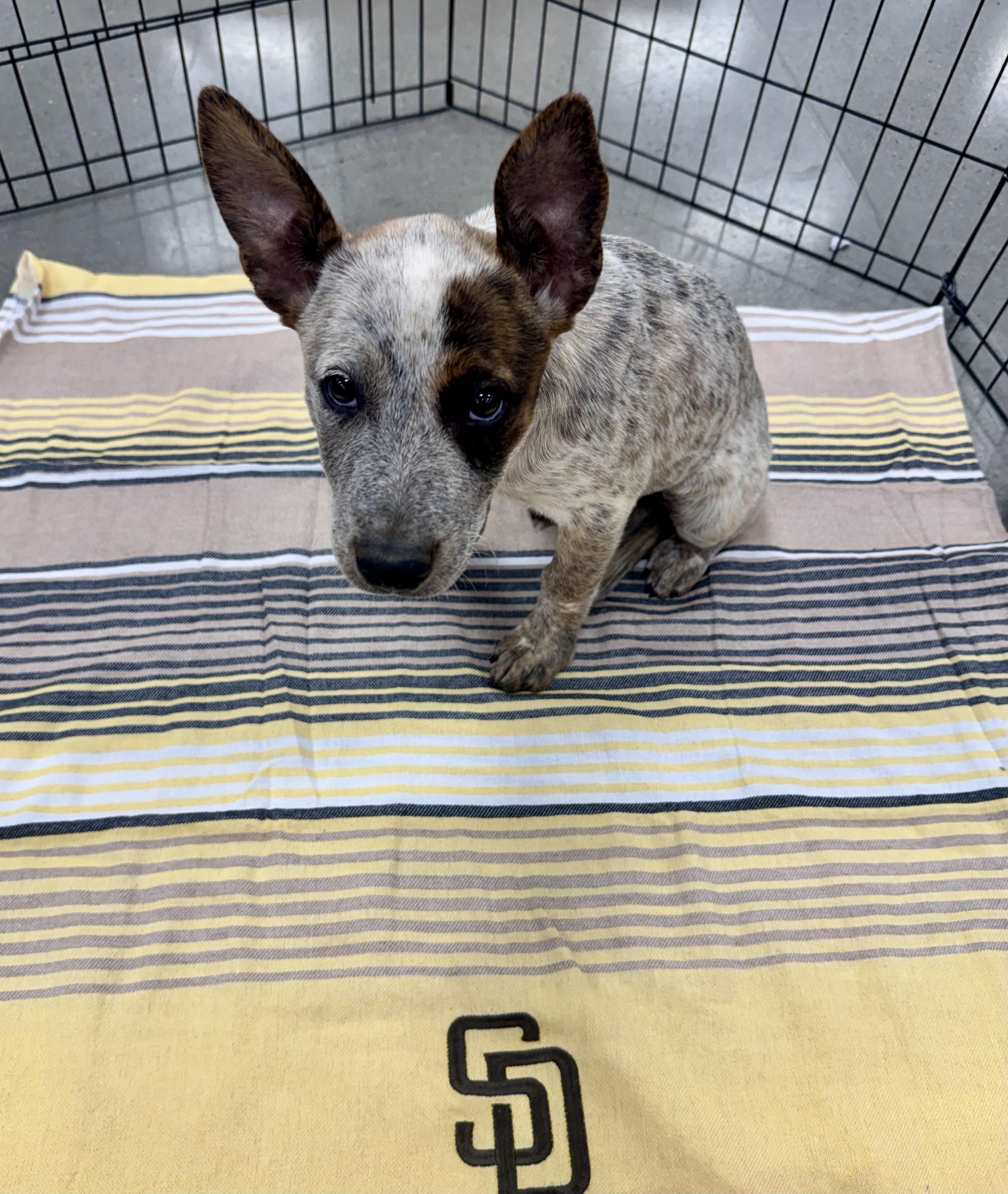 Merrill, adopted, Puppy Female Australian Cattle Dog / Blue Heeler.