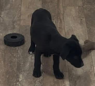 Loto, Adoptable, Puppy Female Labrador Retriever & Shepherd.