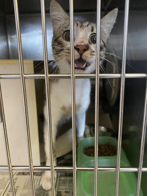Enlarge LONGJOHN, a Adoptable Domestic Short Hair in Olathe, KS image 1/1