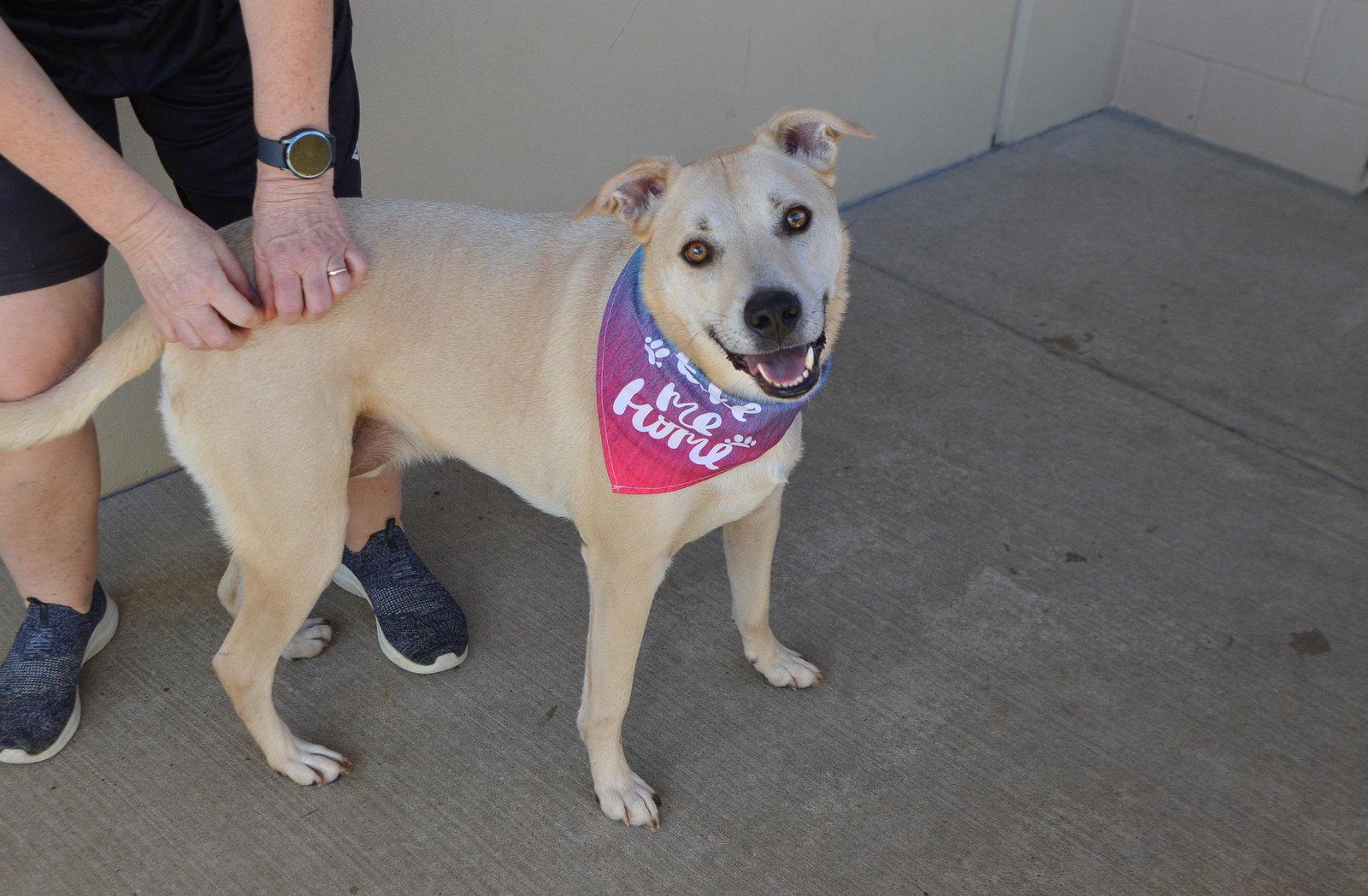 Swiss, Adoptable, Adult Male Labrador Retriever.