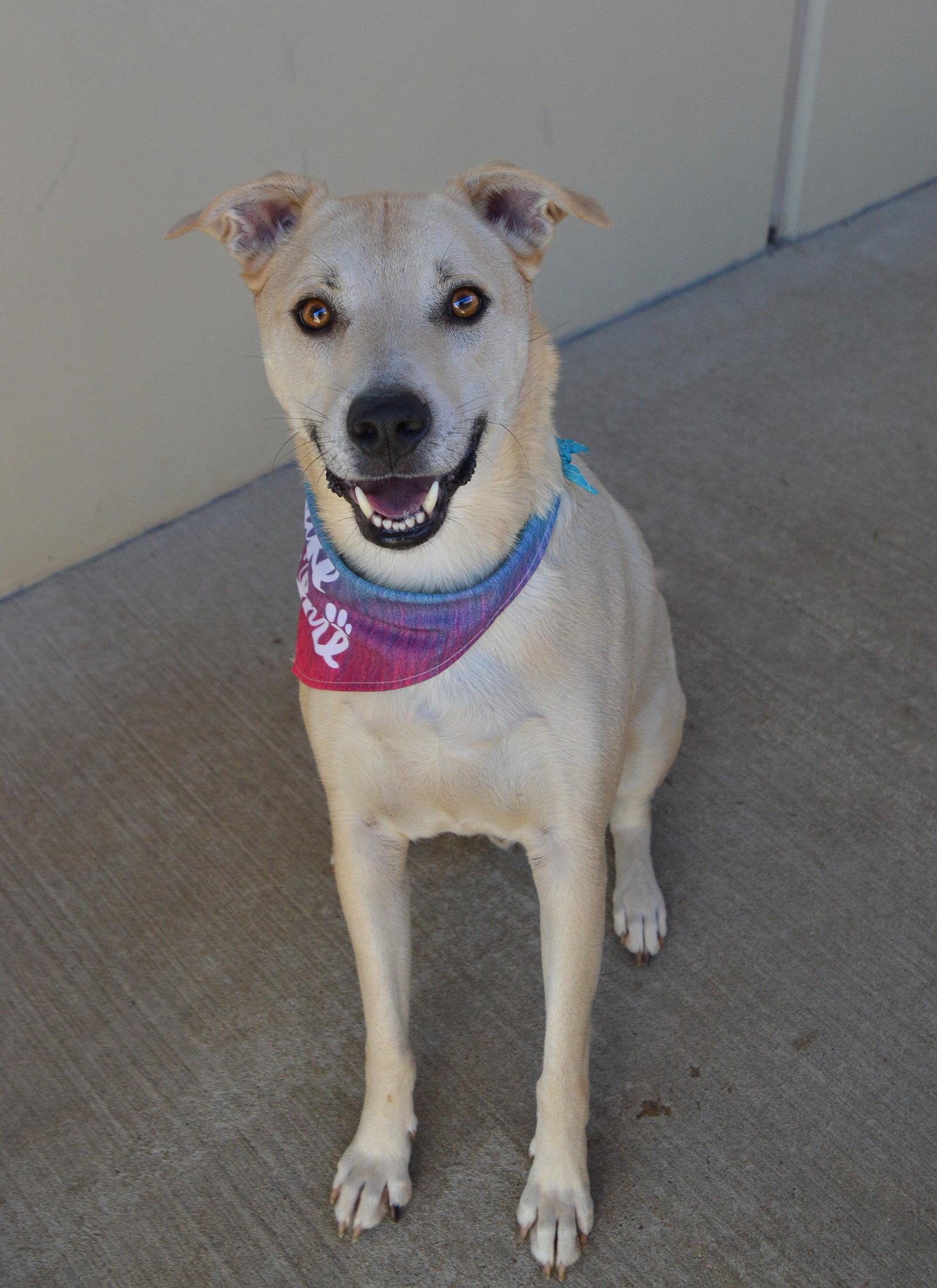 Enlarge Swiss, a Adoptable Labrador Retriever in McKinney, TX image 2/3
