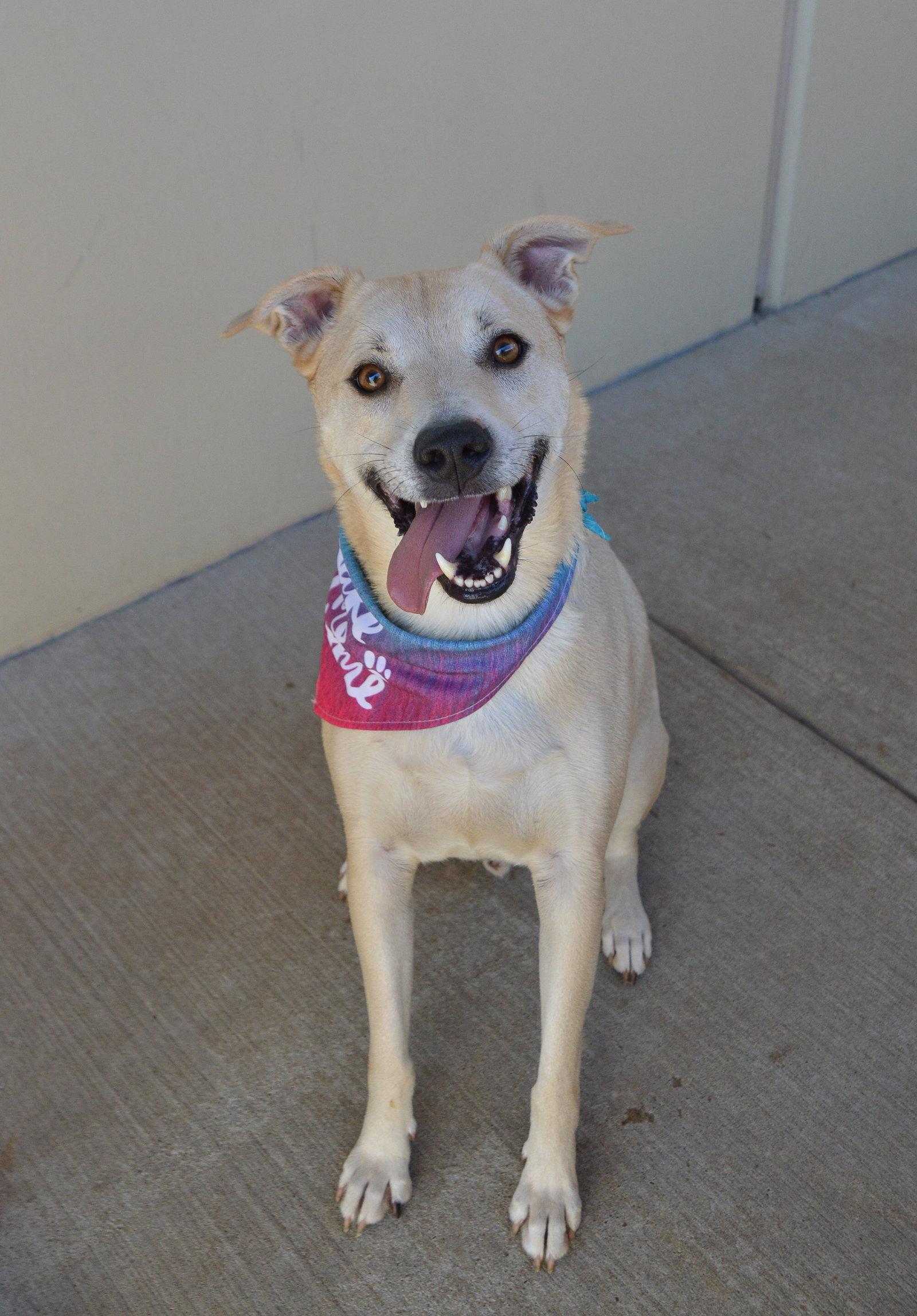 Enlarge Swiss, a Adoptable Labrador Retriever in McKinney, TX image 3/3