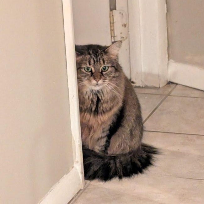 Enlarge Muneca Courtesy Post -Age 8, a Adoptable Domestic Long Hair in Clifton, NJ image 3/3