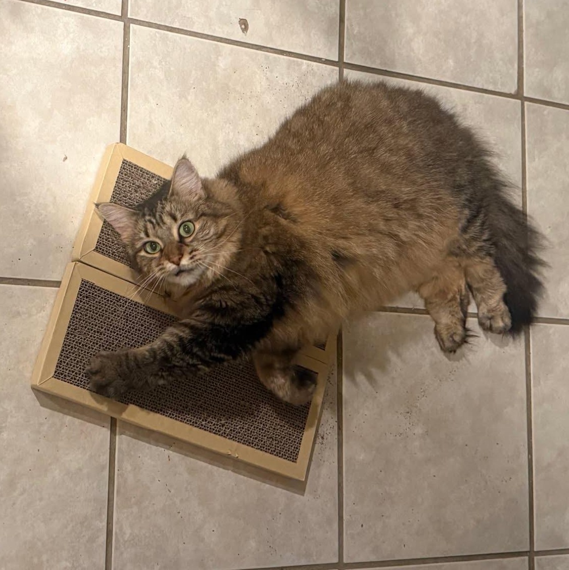 Muneca Courtesy Post -Age 8, Adoptable, Adult Female Domestic Long Hair.