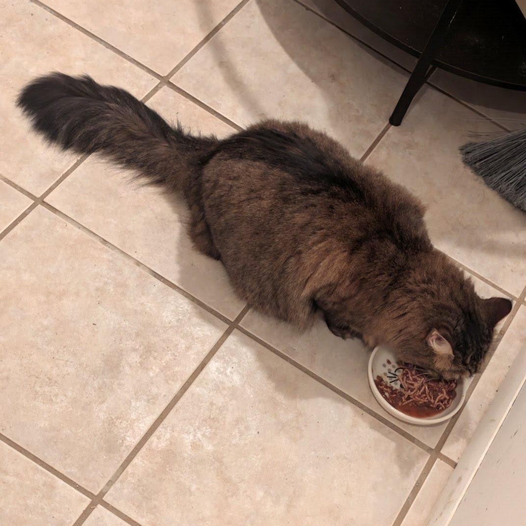 Enlarge Muneca Courtesy Post -Age 8, a Adoptable Domestic Long Hair in Clifton, NJ image 2/3