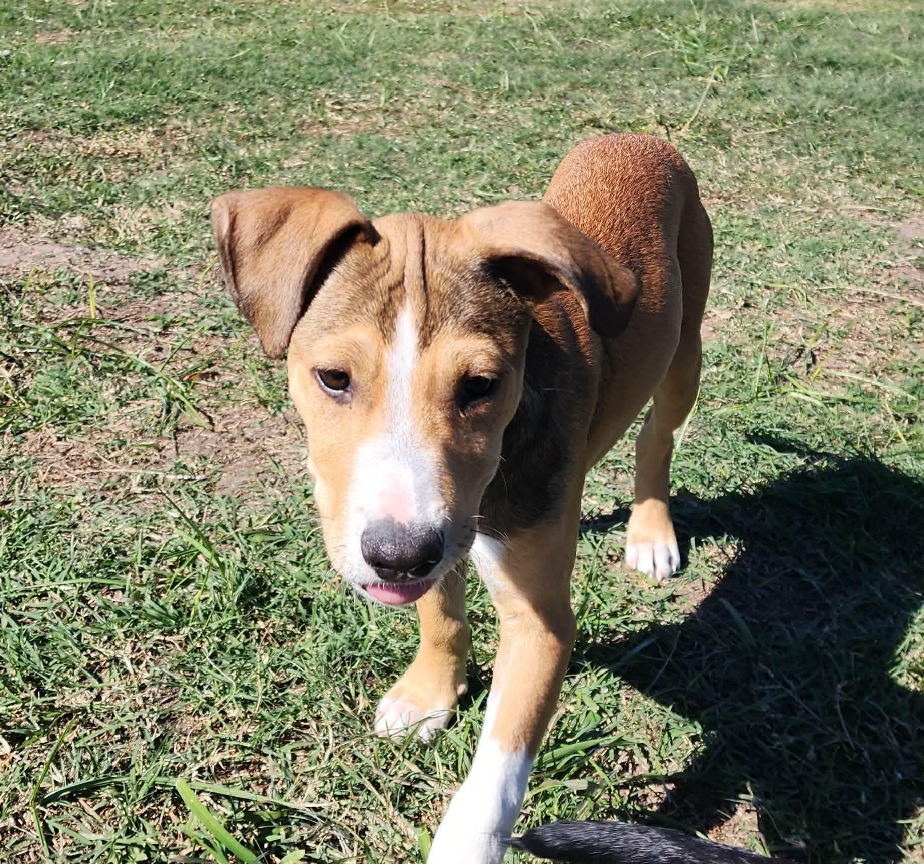 Enlarge Skittles, a Adoptable mixed breed in DeWitt, NY image 5/6