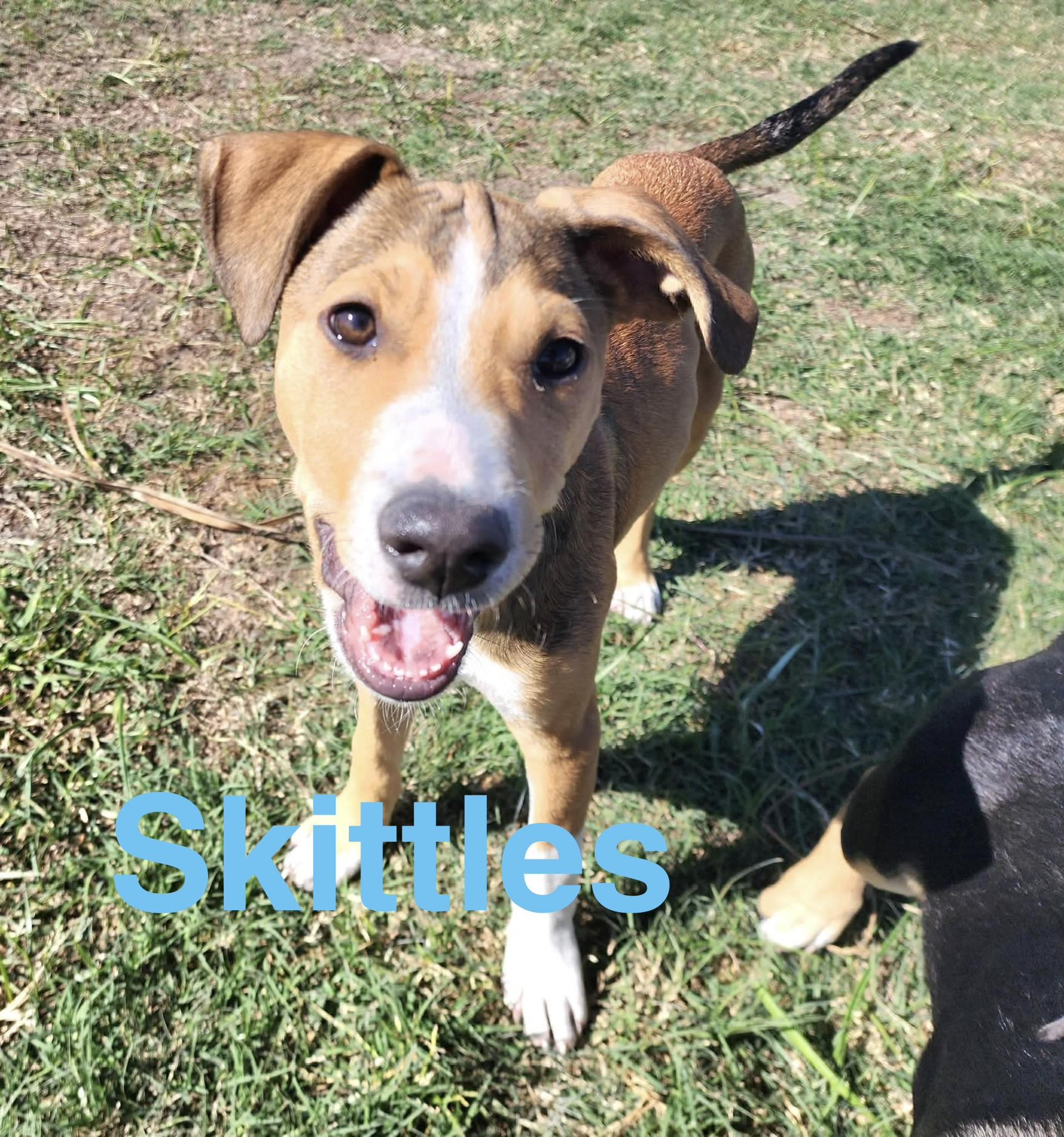 Enlarge Skittles, a Adoptable mixed breed in DeWitt, NY image 1/6