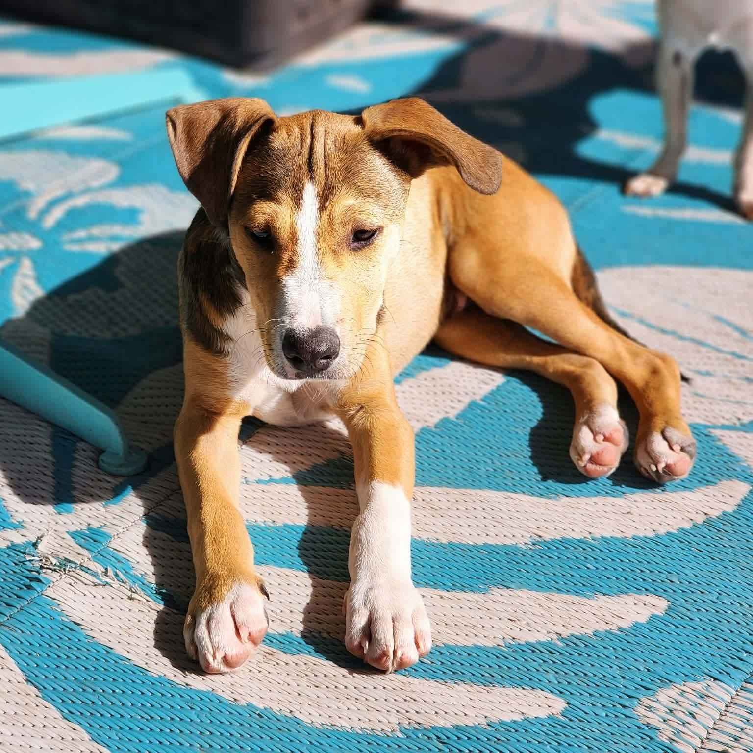 Enlarge Skittles, a Adoptable mixed breed in DeWitt, NY image 6/6