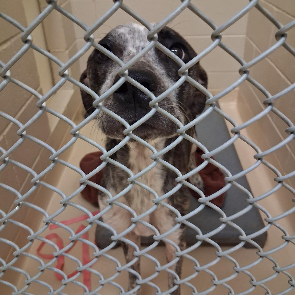 Enlarge Tiger, a Adoptable Mixed Breed in Winston-Salem, NC image 1/1