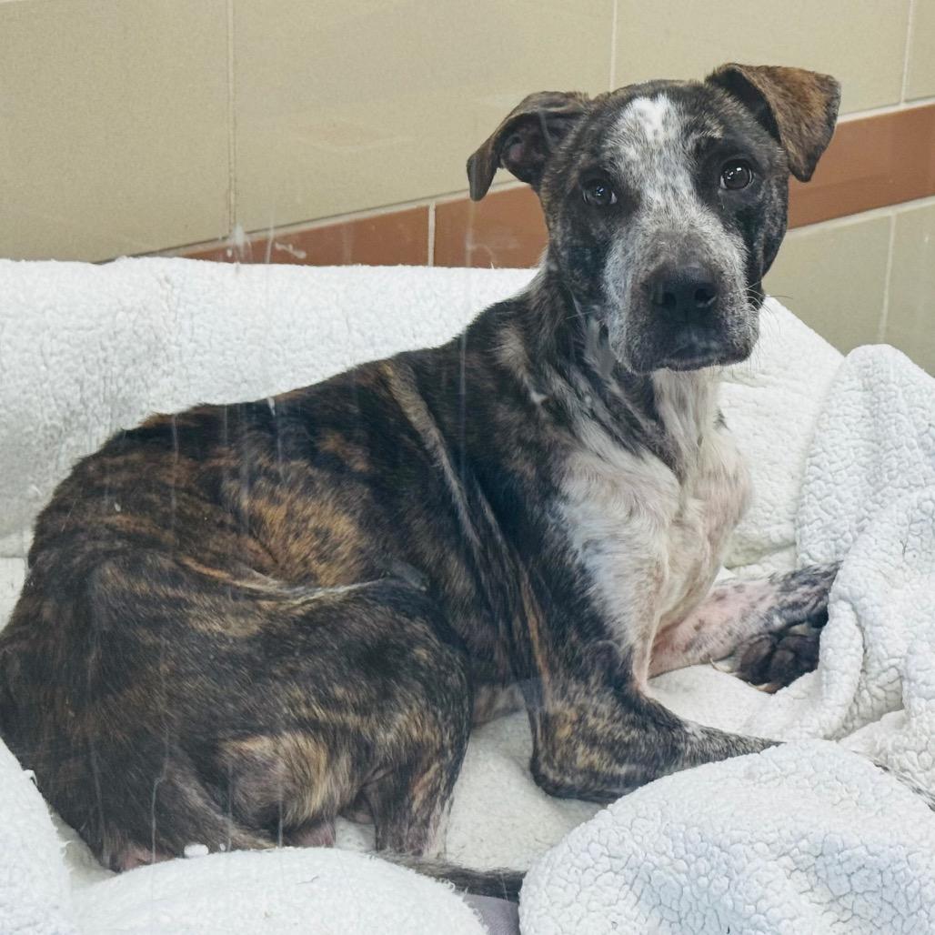 Enlarge Tiger, a Adoptable Mixed Breed in Winston-Salem, NC image 2/2