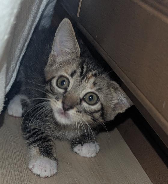 Enlarge Calcifer, a Adoptable Domestic Short Hair in Lafayette, LA image 1/4