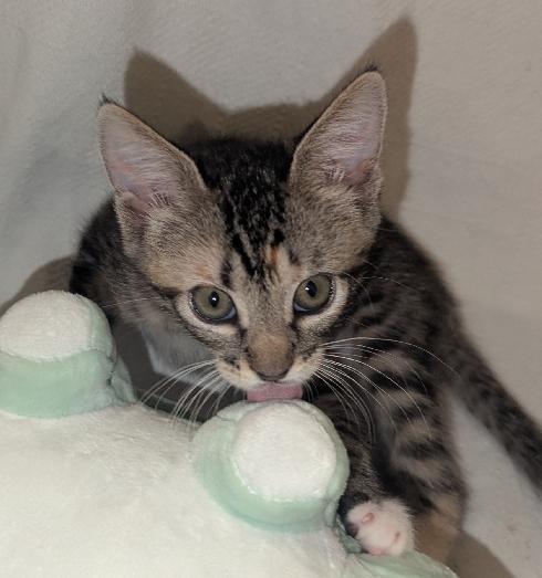 Enlarge Calcifer, a Adoptable Domestic Short Hair in Lafayette, LA image 2/4
