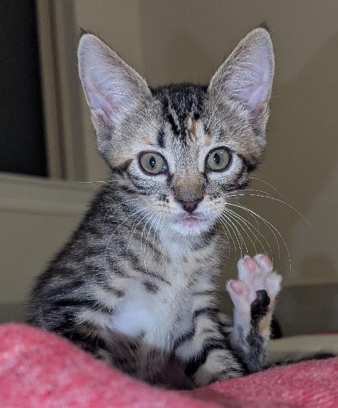 Enlarge Calcifer, a Adoptable Domestic Short Hair in Lafayette, LA image 3/4