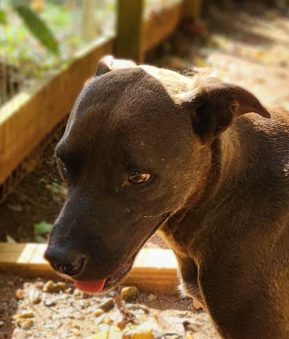 Champion, a Adoptable mixed breed in Landrum, SC image 1/5