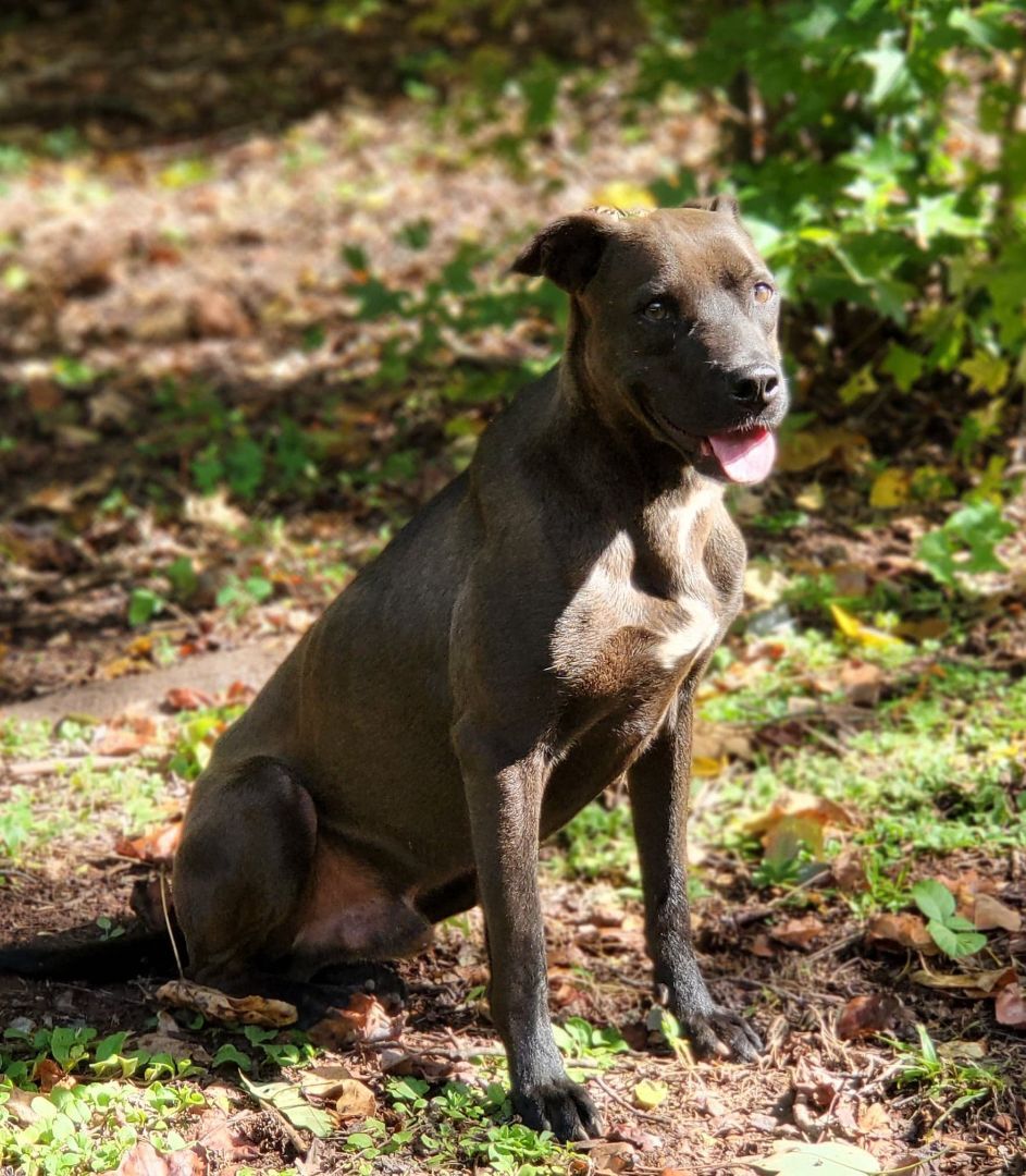 Champion, a Adoptable mixed breed in Landrum, SC image 2/5