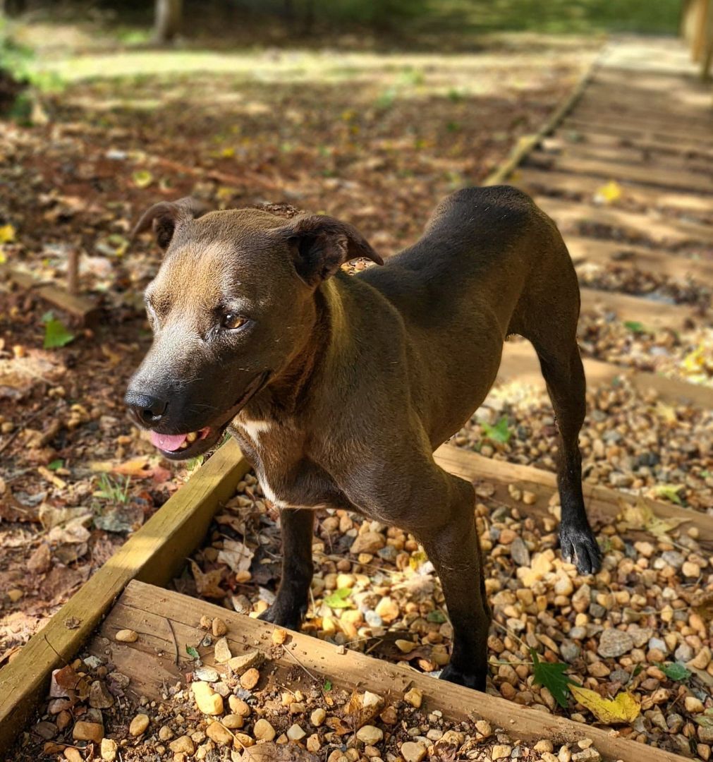 Champion, a Adoptable mixed breed in Landrum, SC image 3/5