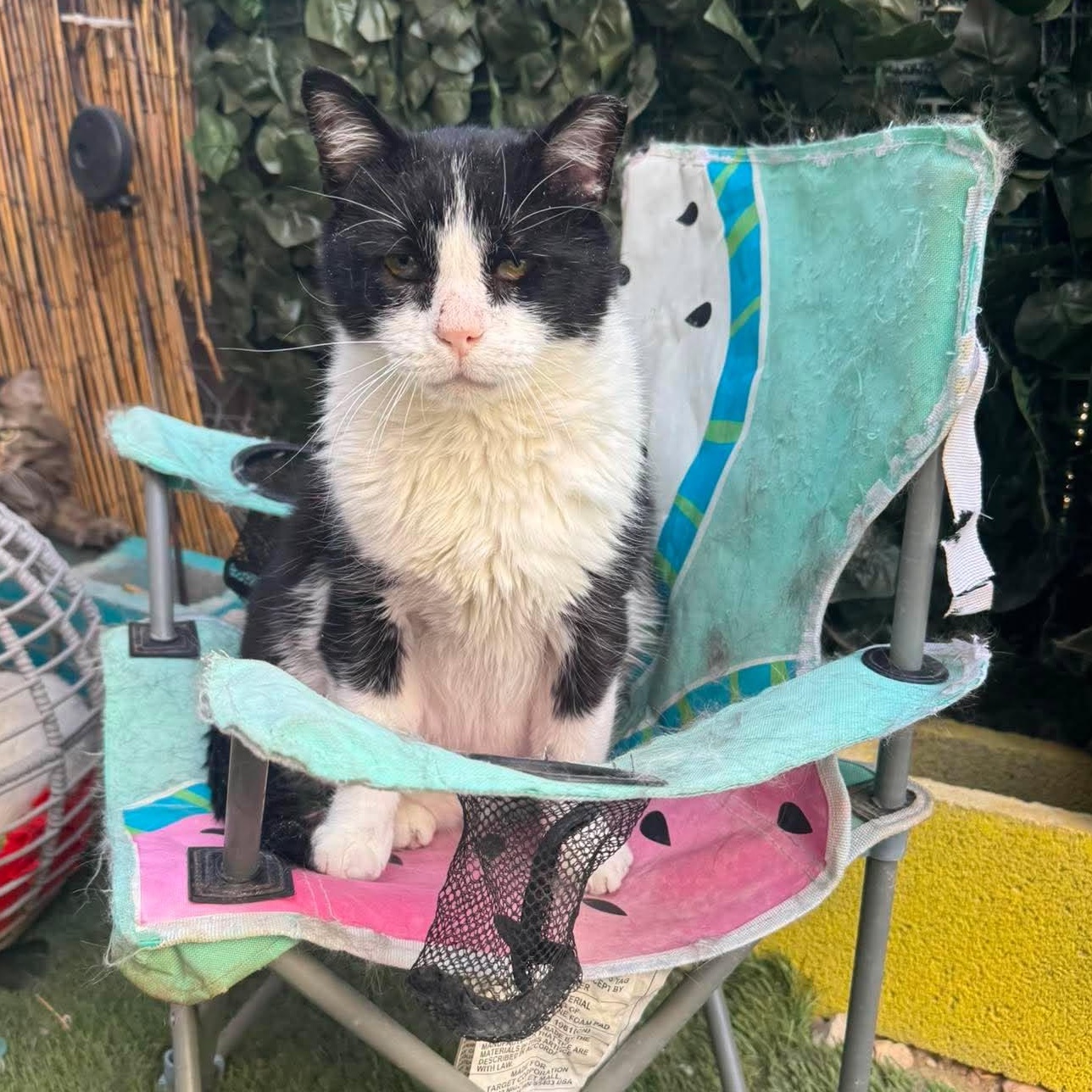 Trash Panda, an adopted Tuxedo in St. George, UT image 1/2