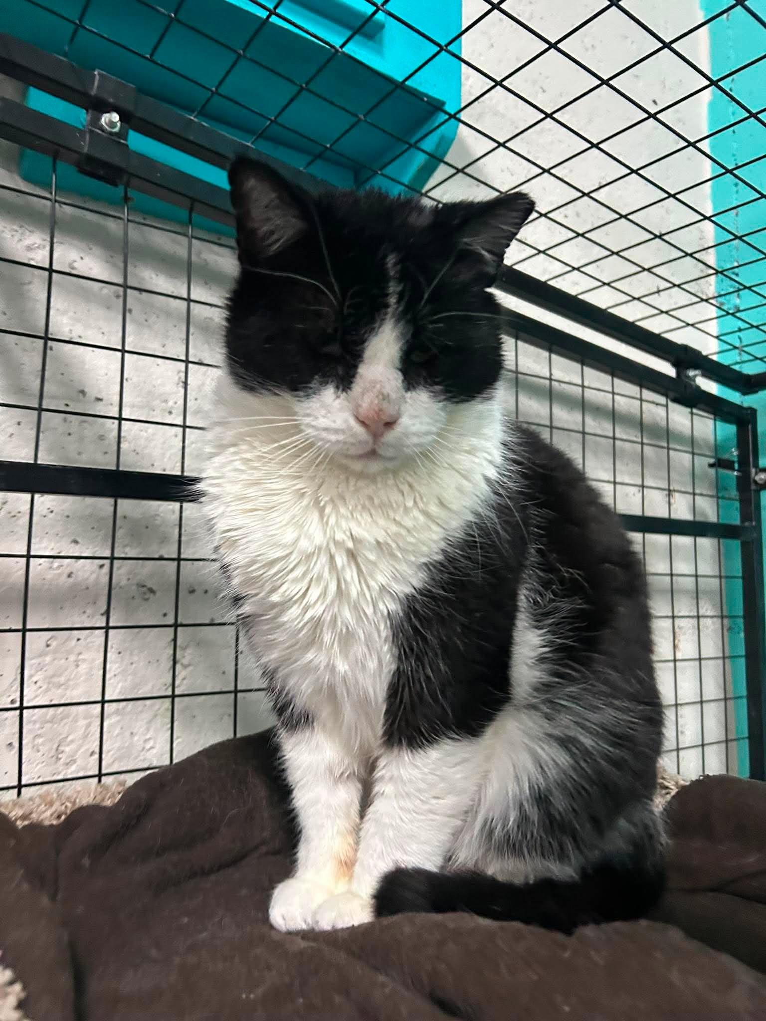 Trash Panda, an adopted Tuxedo in St. George, UT image 2/2