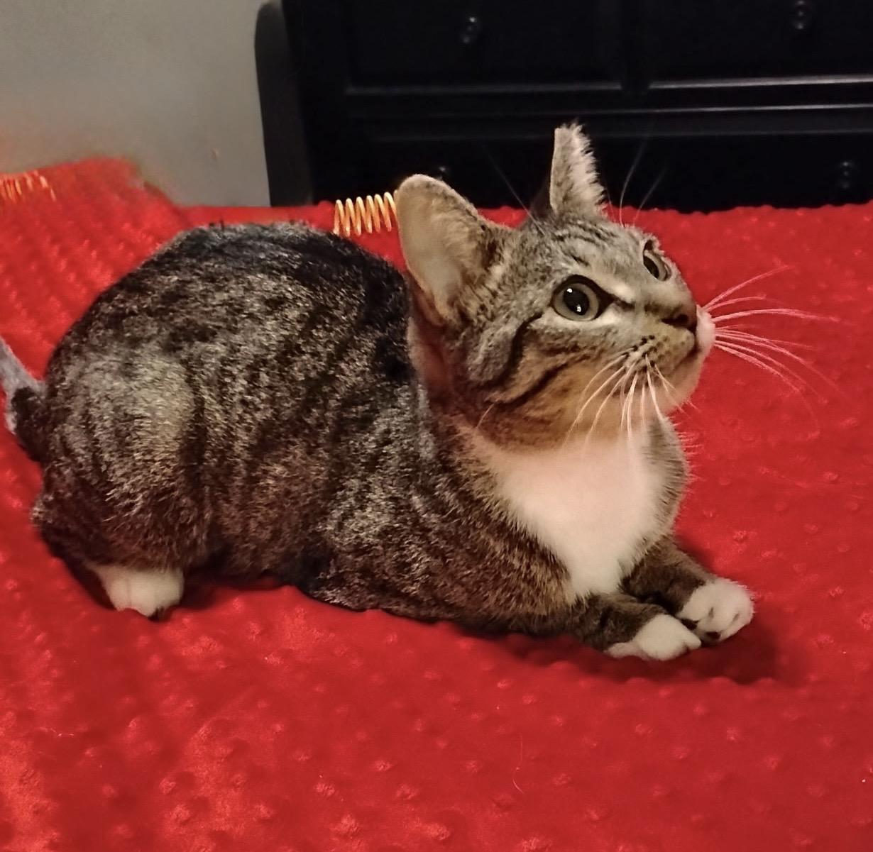 Charm, ADOPTABLE, Kitten Female Domestic Short Hair.