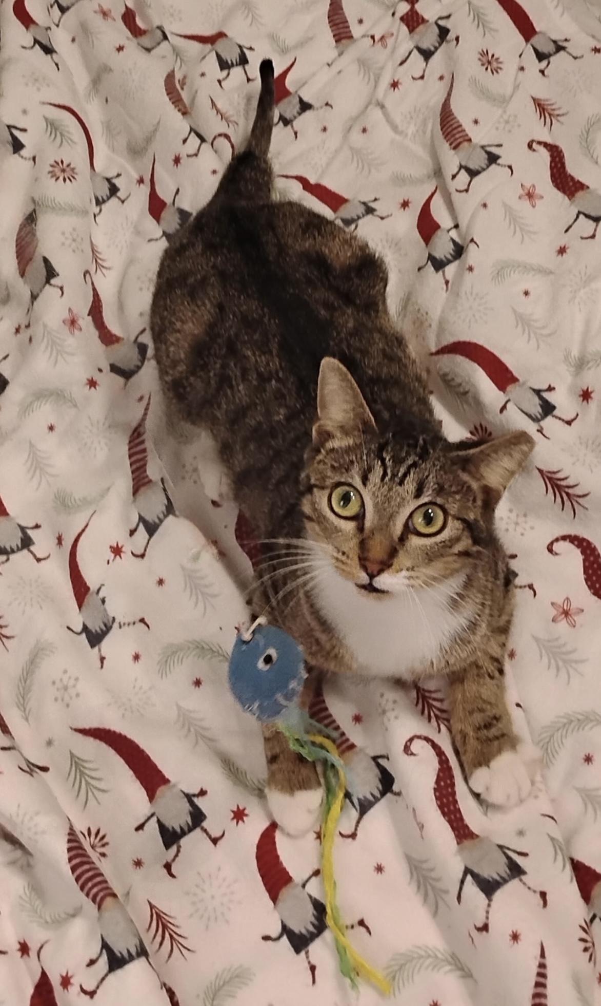 Enlarge Charm, a ADOPTABLE Domestic Short Hair in New Orleans, LA image 6/6