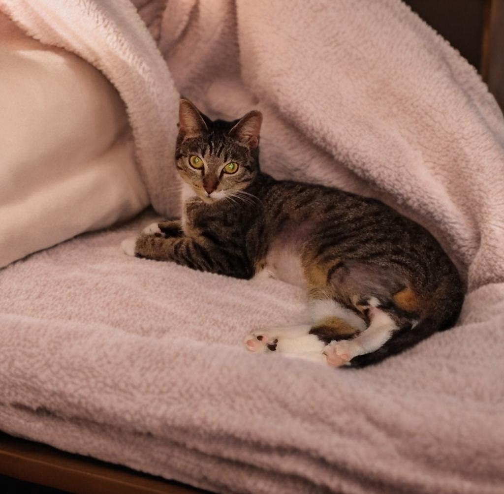 Enlarge Charm, a ADOPTABLE Domestic Short Hair in New Orleans, LA image 5/6