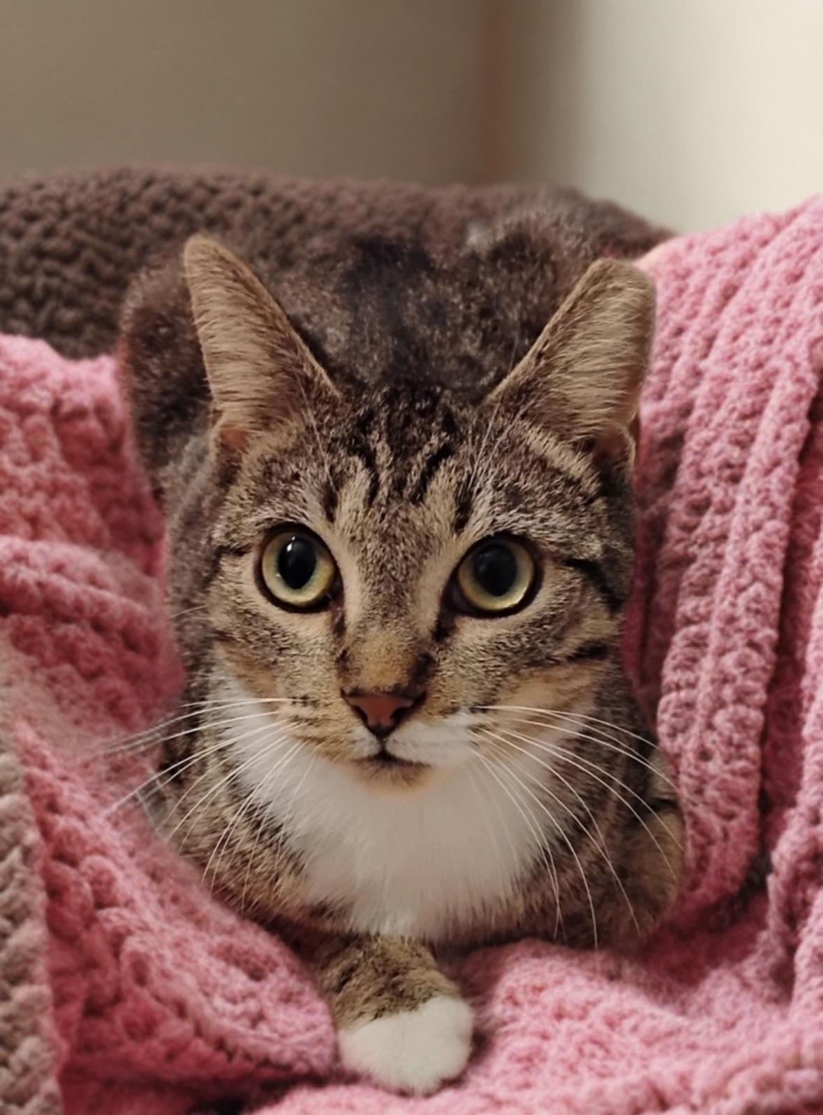 Enlarge Charm, a ADOPTABLE Domestic Short Hair in New Orleans, LA image 1/6