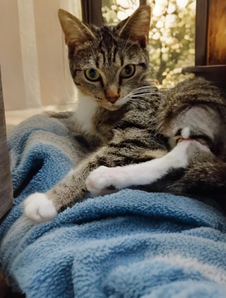 Enlarge Charm, a ADOPTABLE Domestic Short Hair in New Orleans, LA image 4/6