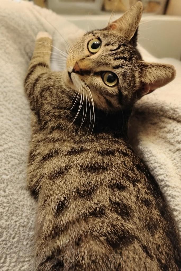 Enlarge Charm, a ADOPTABLE Domestic Short Hair in New Orleans, LA image 2/6