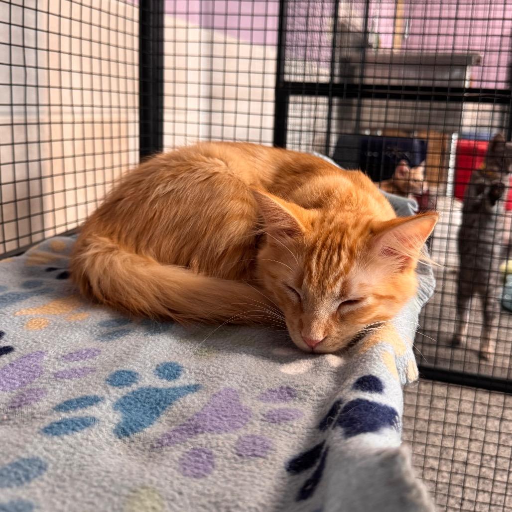 Pluto, Adoptable, Kitten Male Domestic Long Hair.