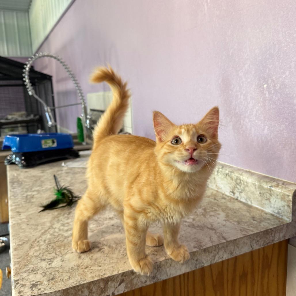 Pluto, a Adoptable Domestic Long Hair in Mondovi, WI image 2/4
