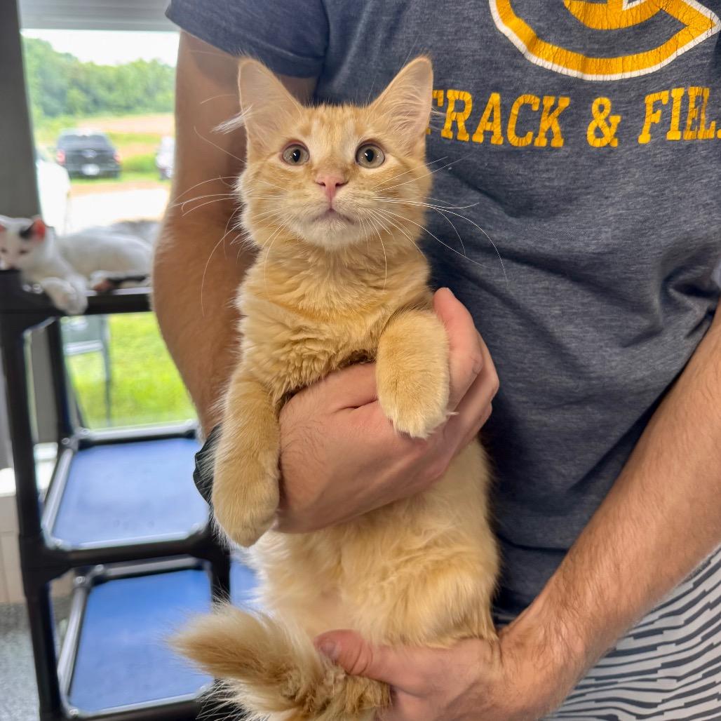 Pluto, a Adoptable Domestic Long Hair in Mondovi, WI image 3/4