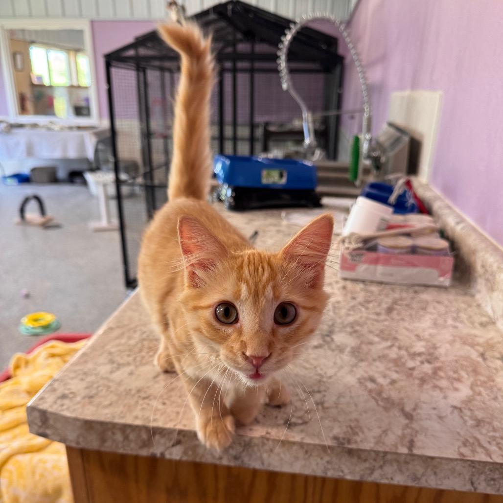 Pluto, a Adoptable Domestic Long Hair in Mondovi, WI image 4/4