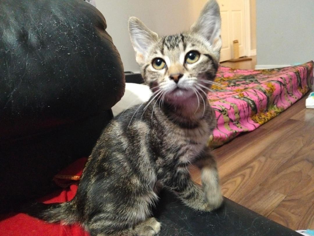 Enlarge Link bonded with Zelda, a ADOPTABLE Tabby in Hamilton, ON image 4/5