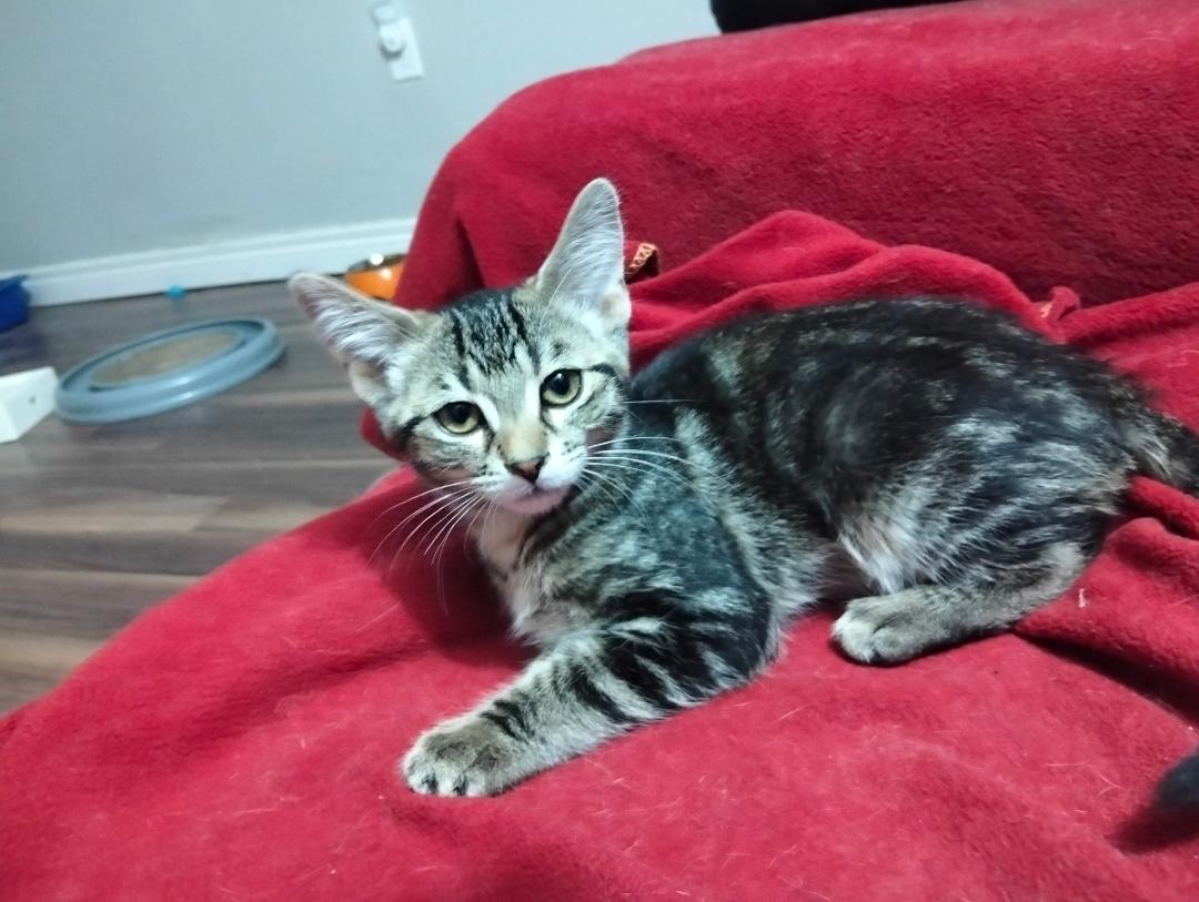 Enlarge Link bonded with Zelda, a ADOPTABLE Tabby in Hamilton, ON image 3/5