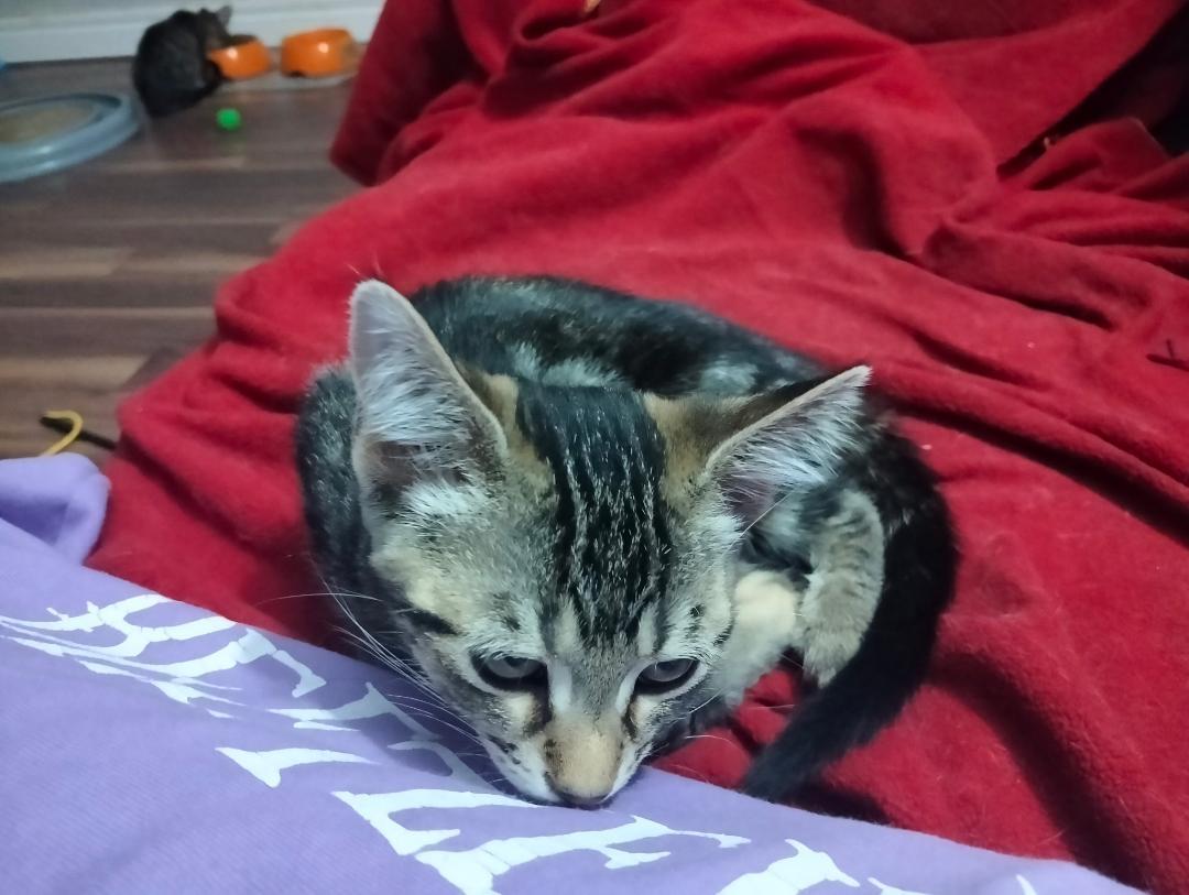 Enlarge Link bonded with Zelda, a ADOPTABLE Tabby in Hamilton, ON image 5/5