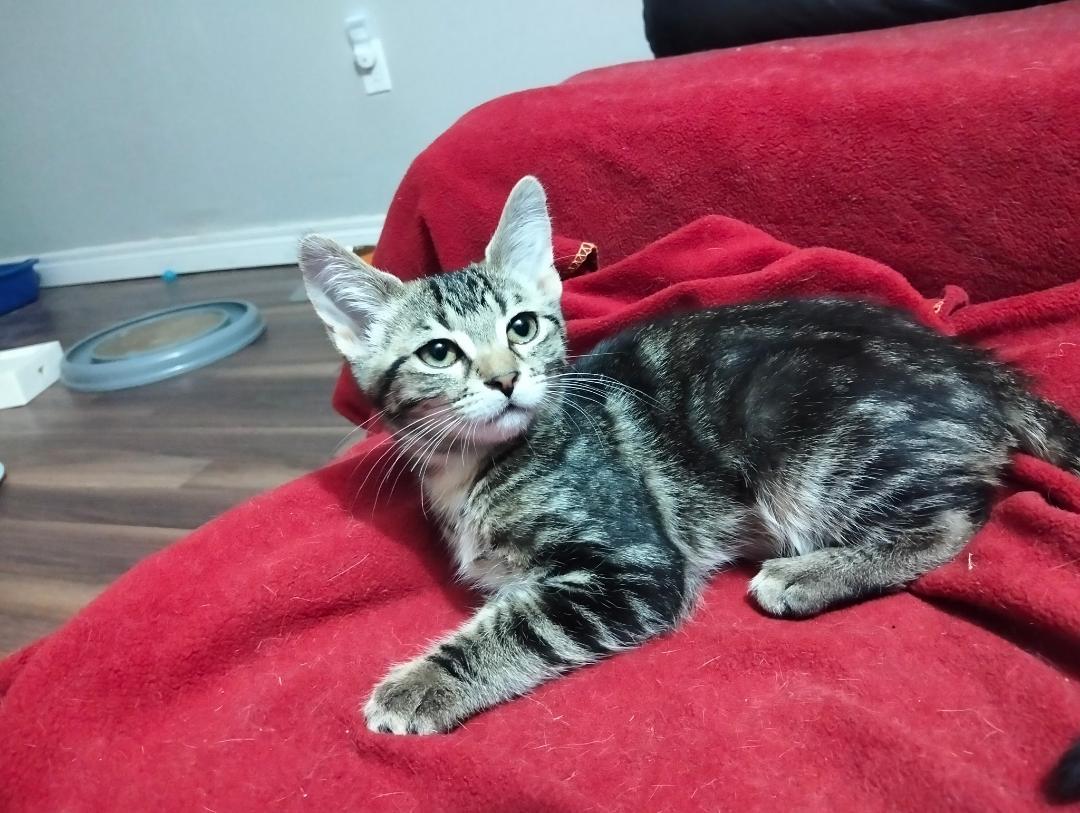 Enlarge Link bonded with Zelda, a ADOPTABLE Tabby in Hamilton, ON image 2/5