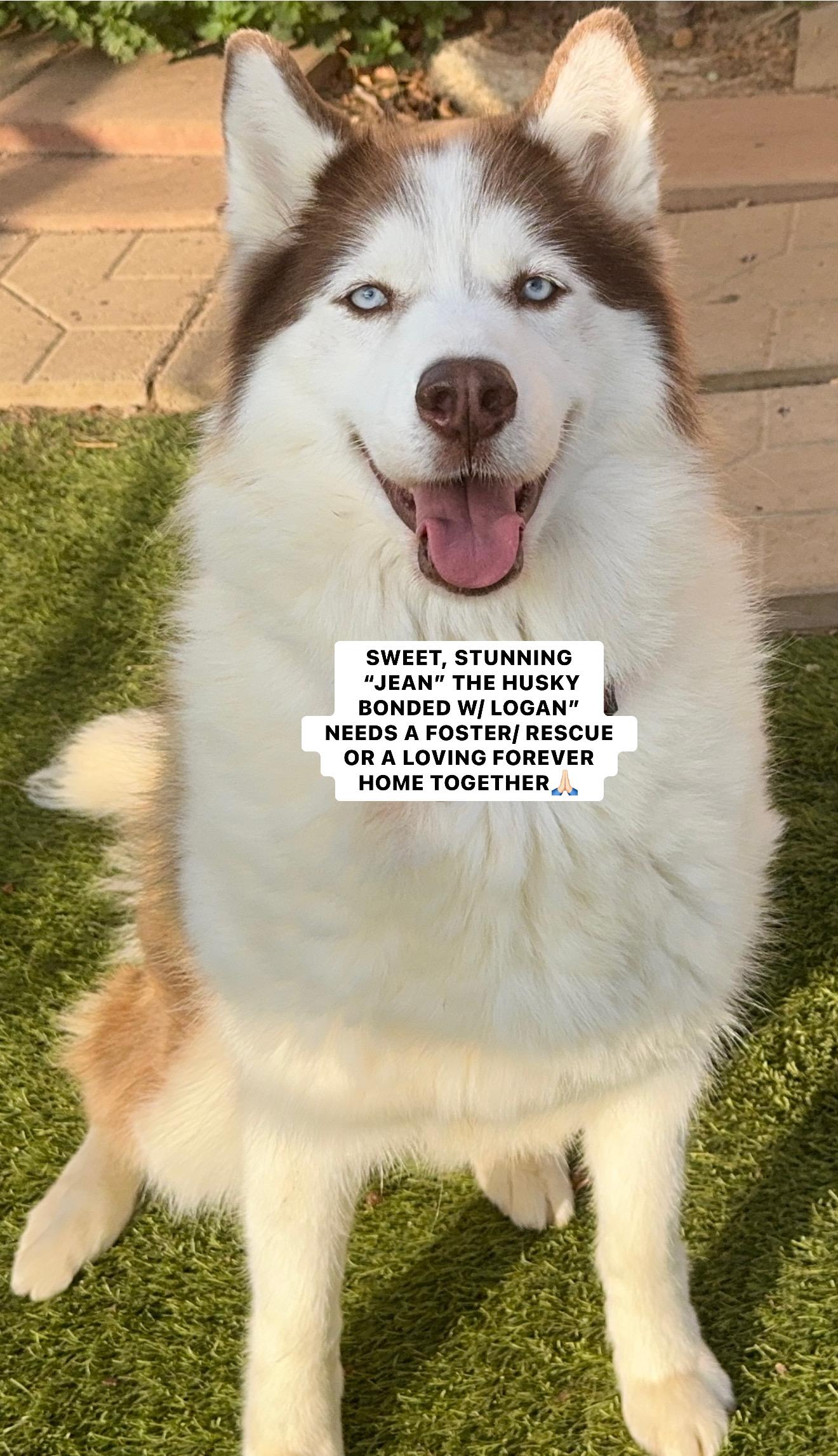 LOGAN & JEAN - BONDED PAIR OF HUSKIES