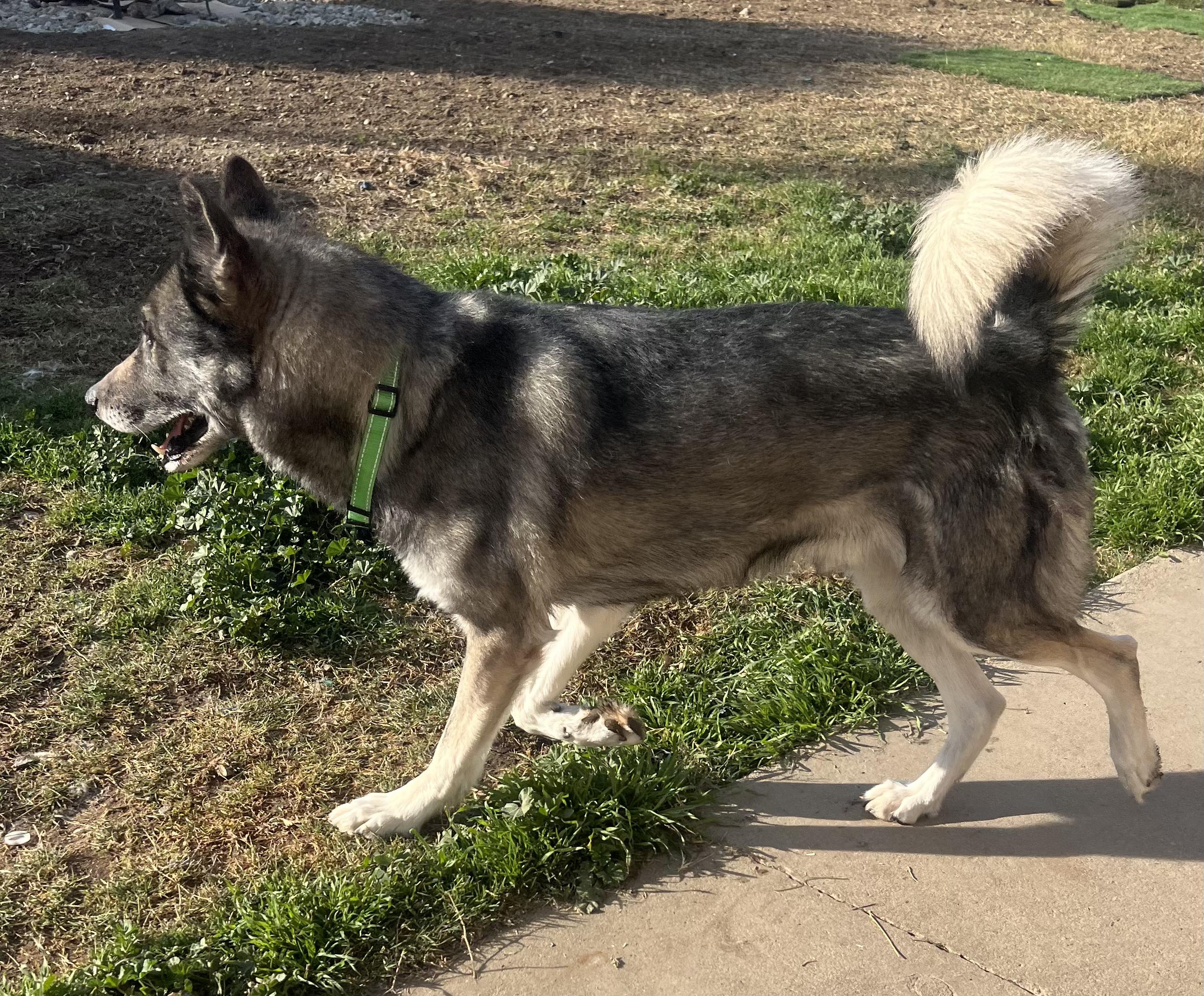 LOGAN & JEAN - BONDED PAIR OF HUSKIES