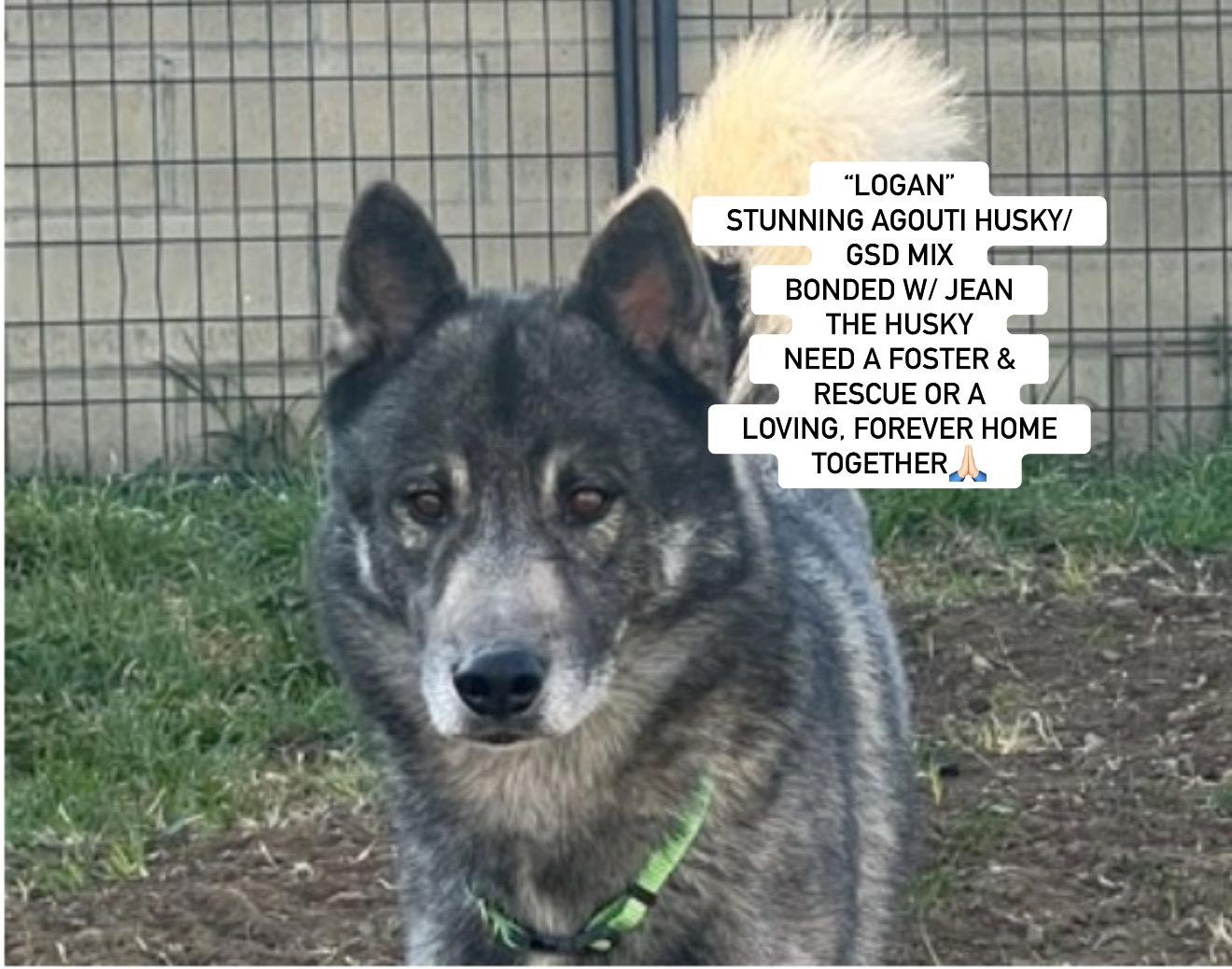 LOGAN & JEAN - BONDED PAIR OF HUSKIES