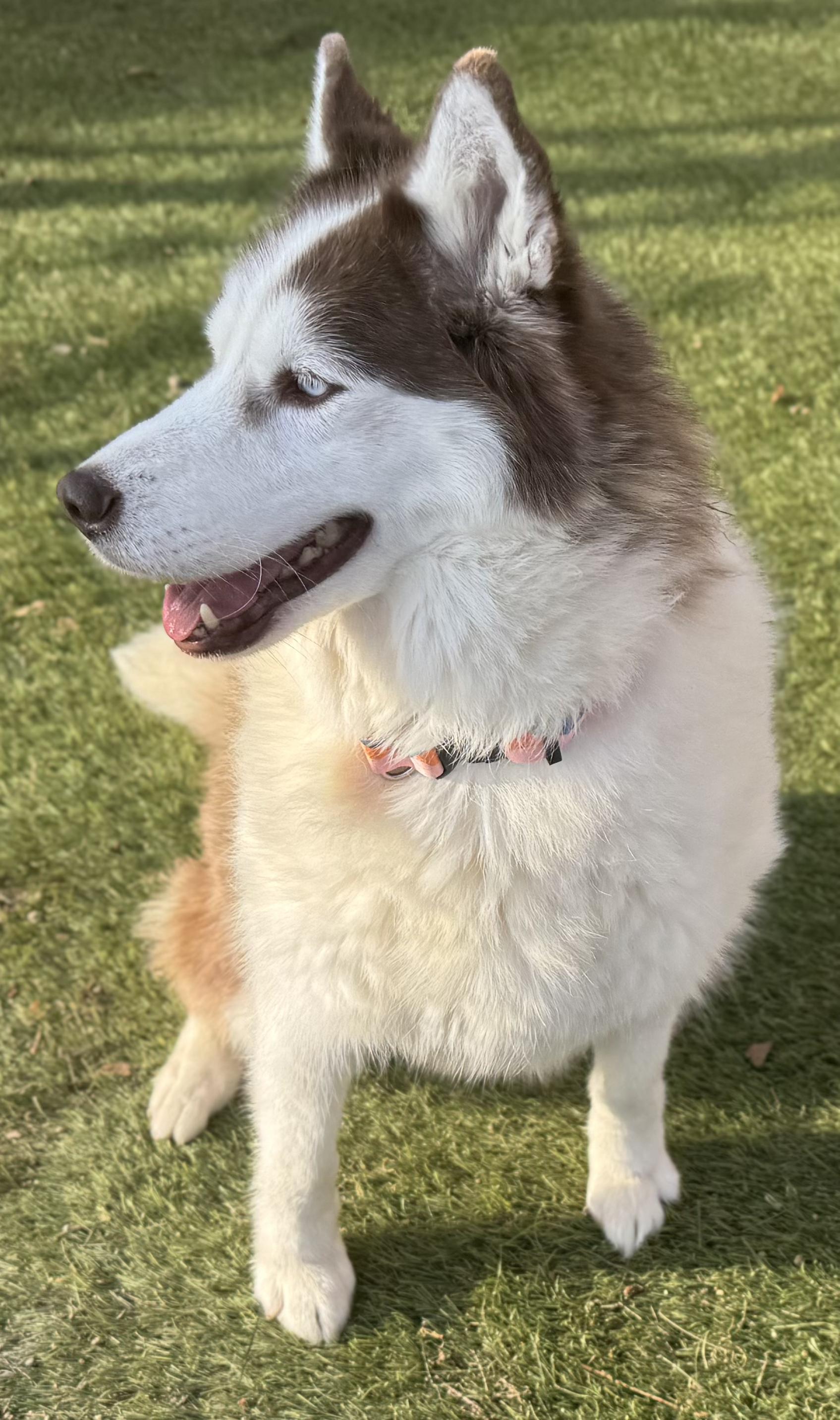 LOGAN & JEAN - BONDED PAIR OF HUSKIES
