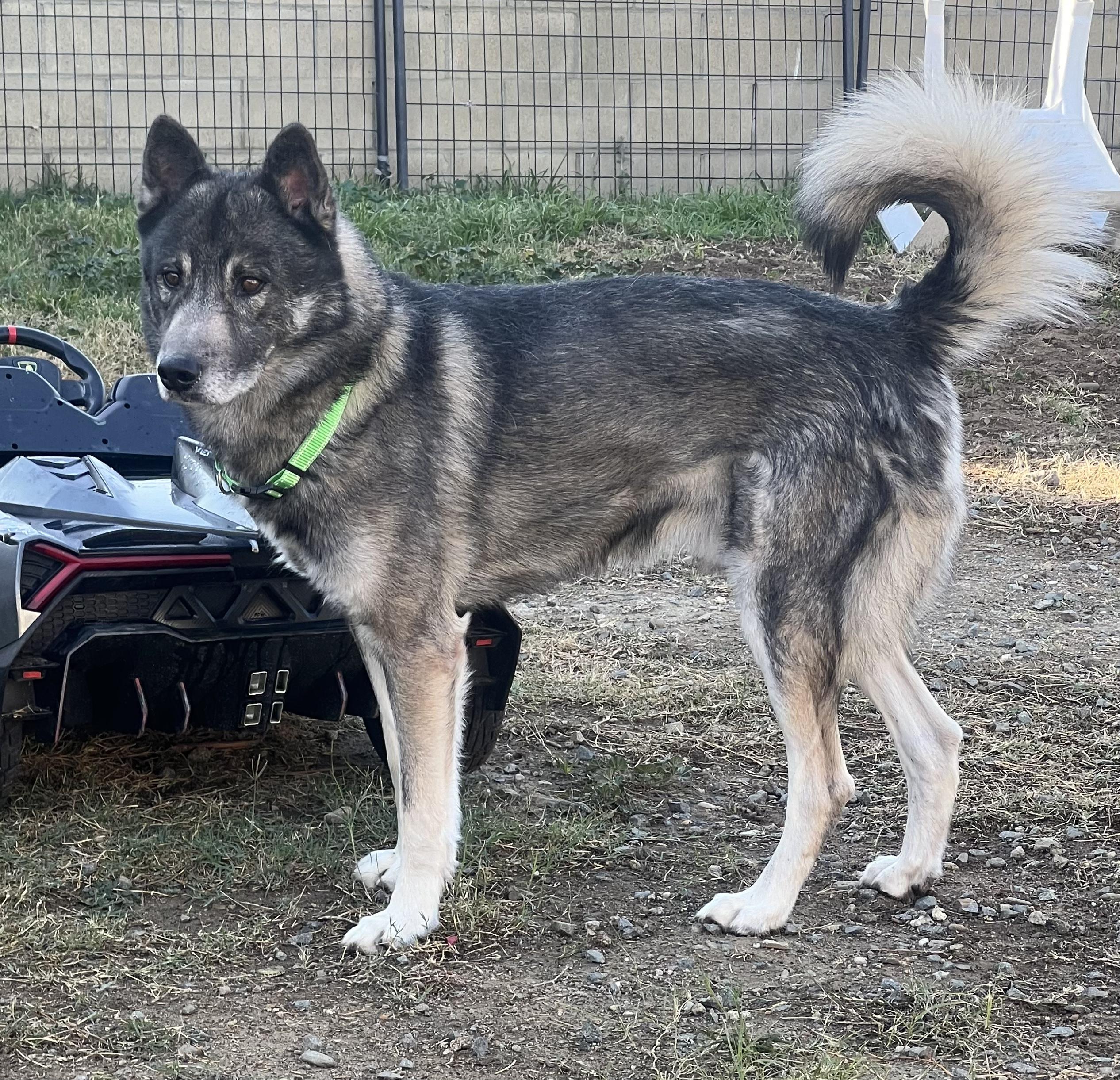 LOGAN & JEAN - BONDED PAIR OF HUSKIES