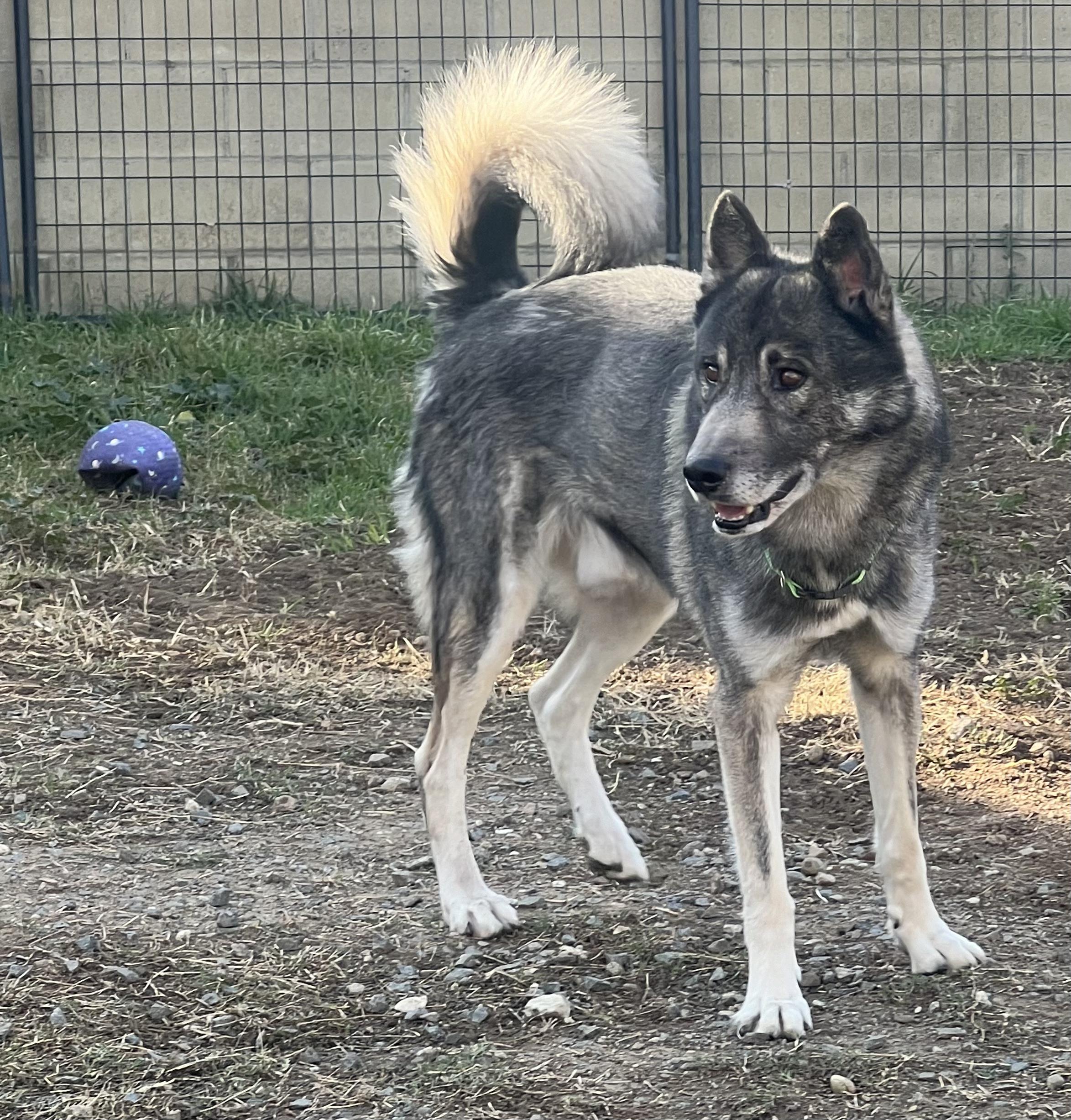 LOGAN & JEAN - BONDED PAIR OF HUSKIES