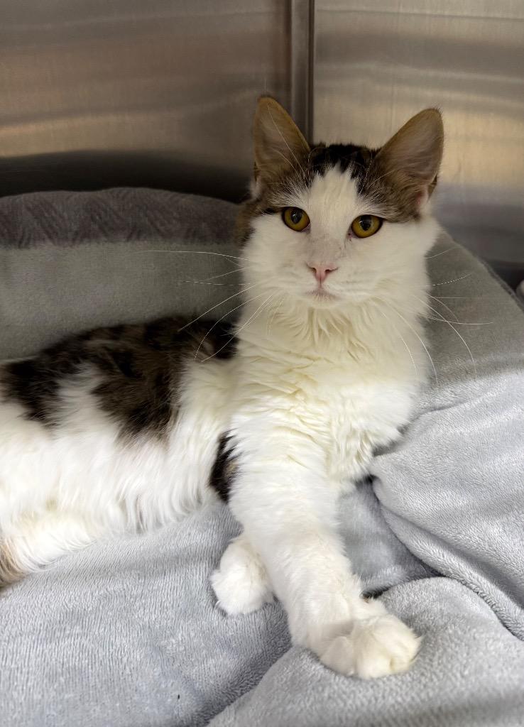 Penelope, Adoptable, Young Female Domestic Long Hair.