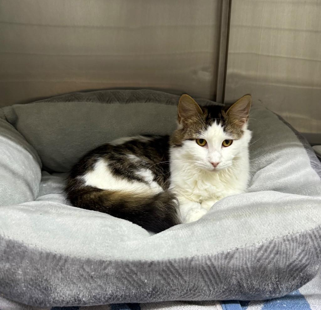 Enlarge Penelope, a Adoptable mixed breed in Lagrange, IN image 2/2