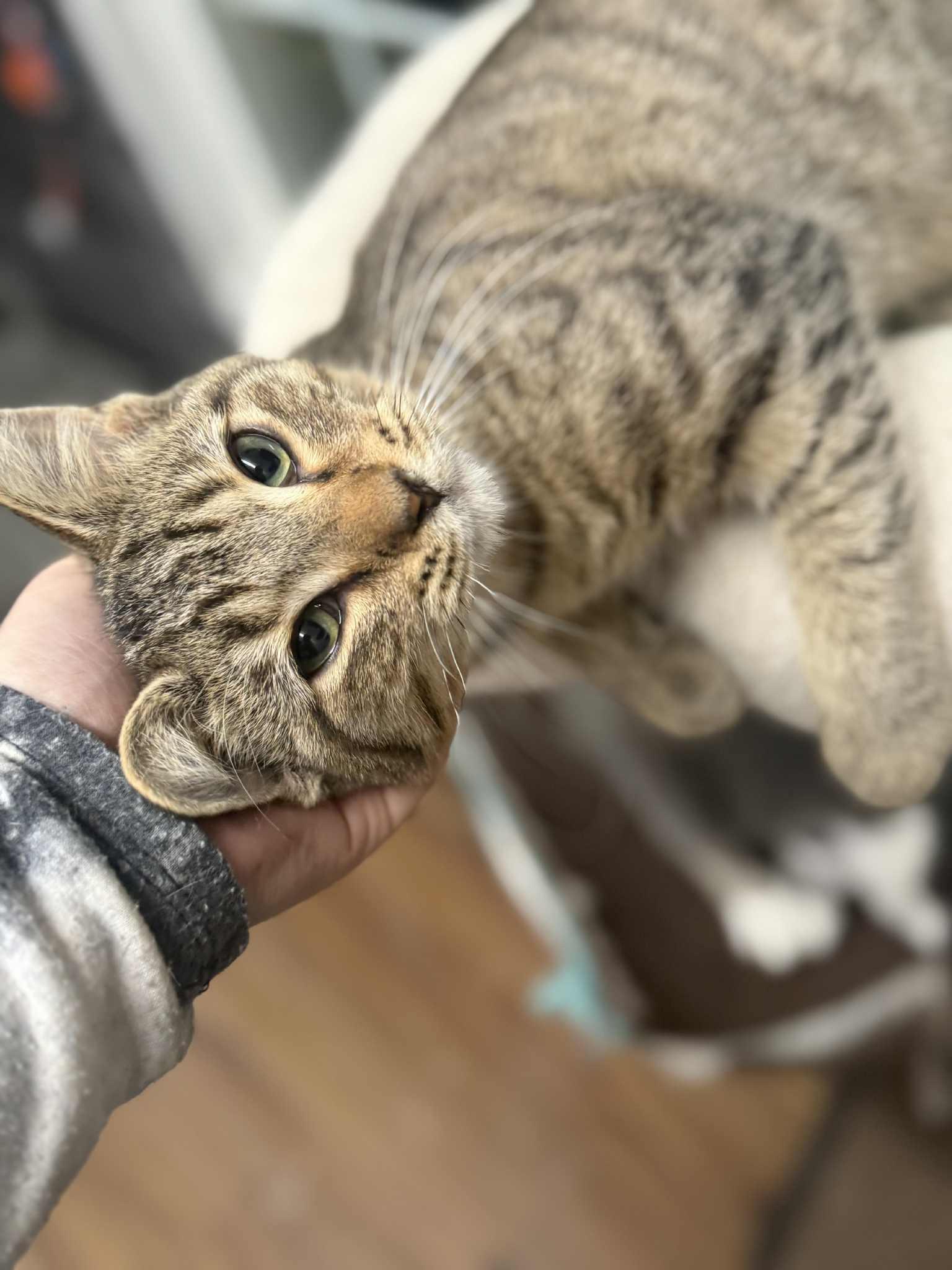 Piston, a Adoptable Domestic Short Hair in Indianapolis, IN image 2/6