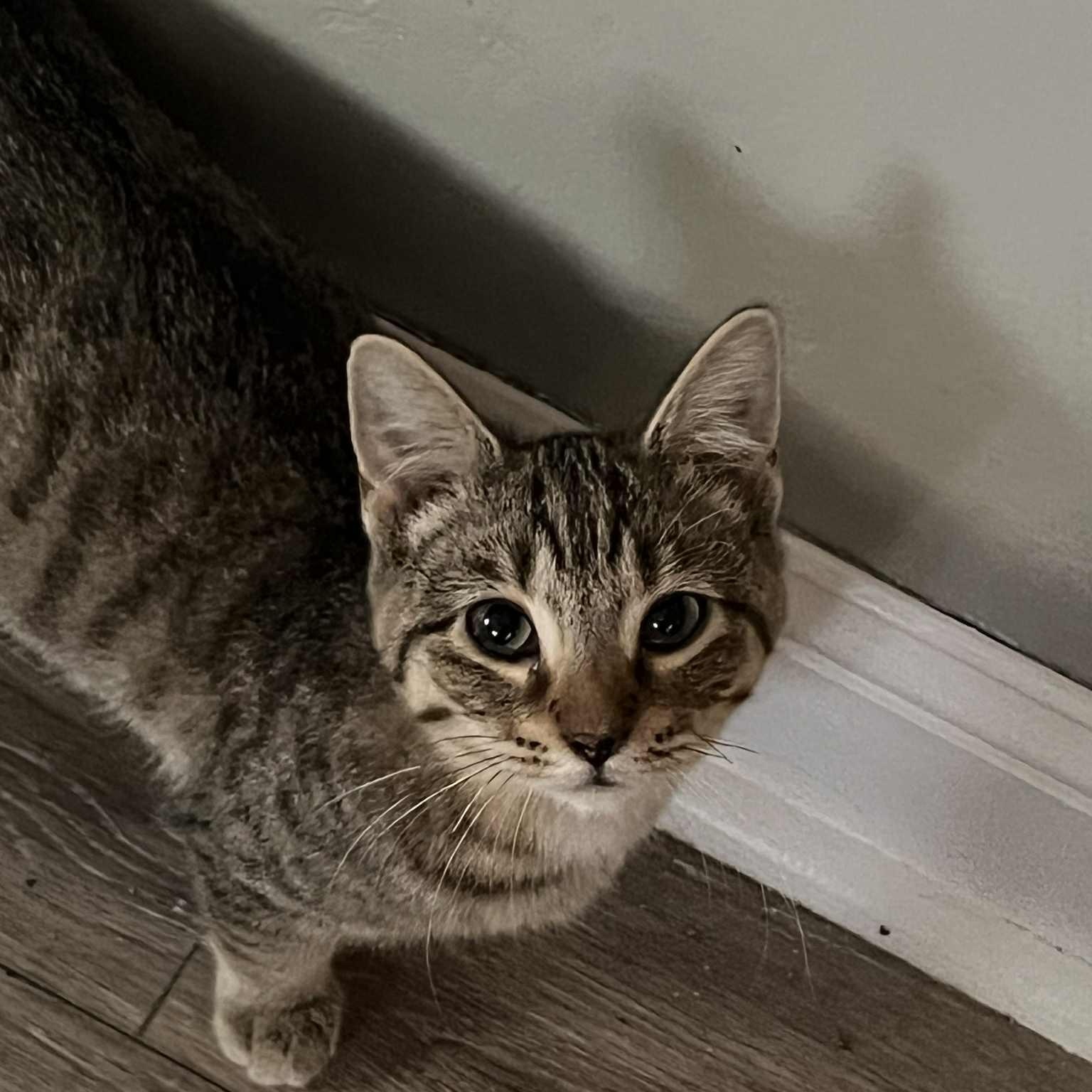 Piston, a Adoptable Domestic Short Hair in Indianapolis, IN image 3/6