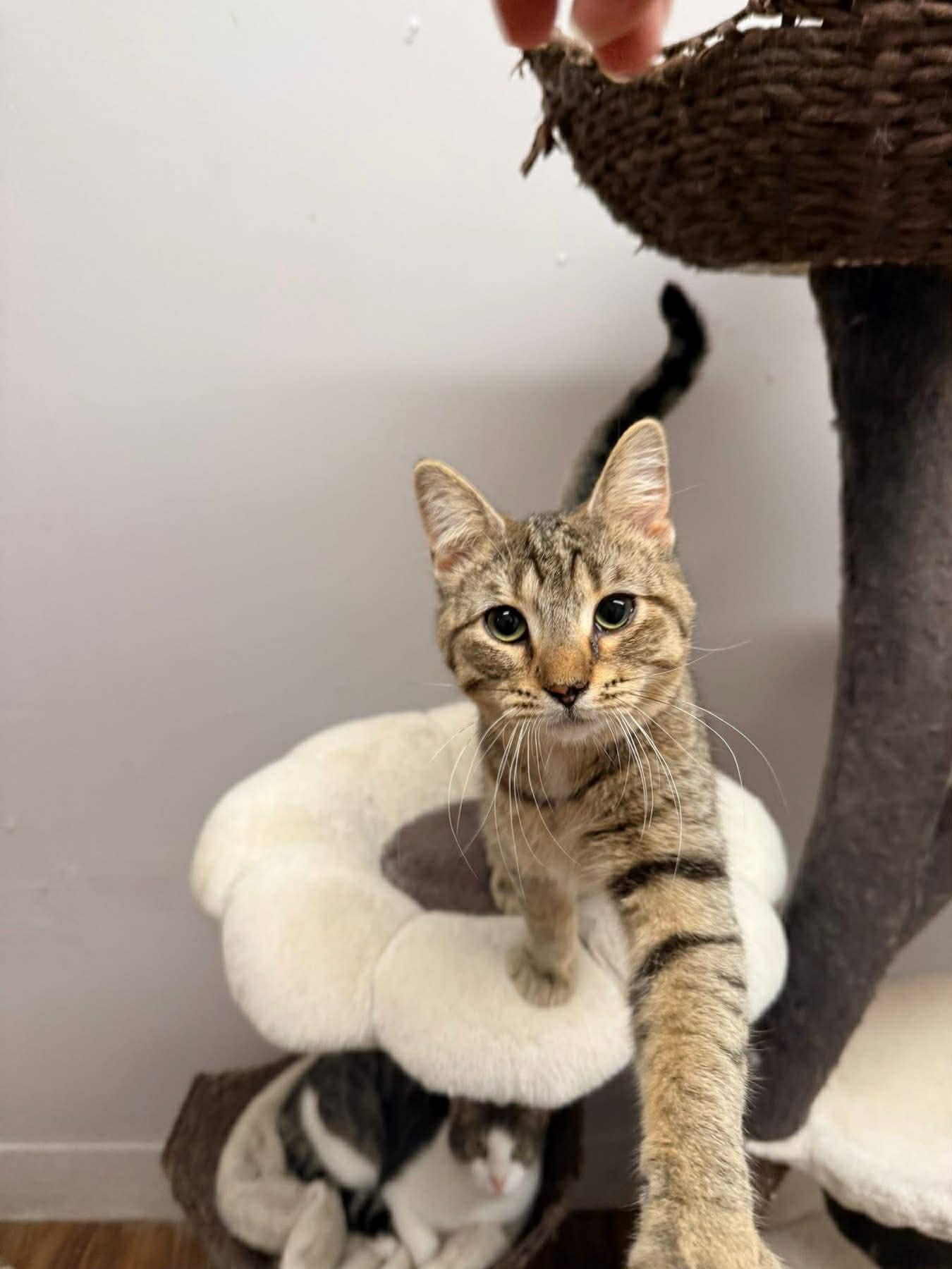 Piston, Adoptable, Young Male Domestic Short Hair.