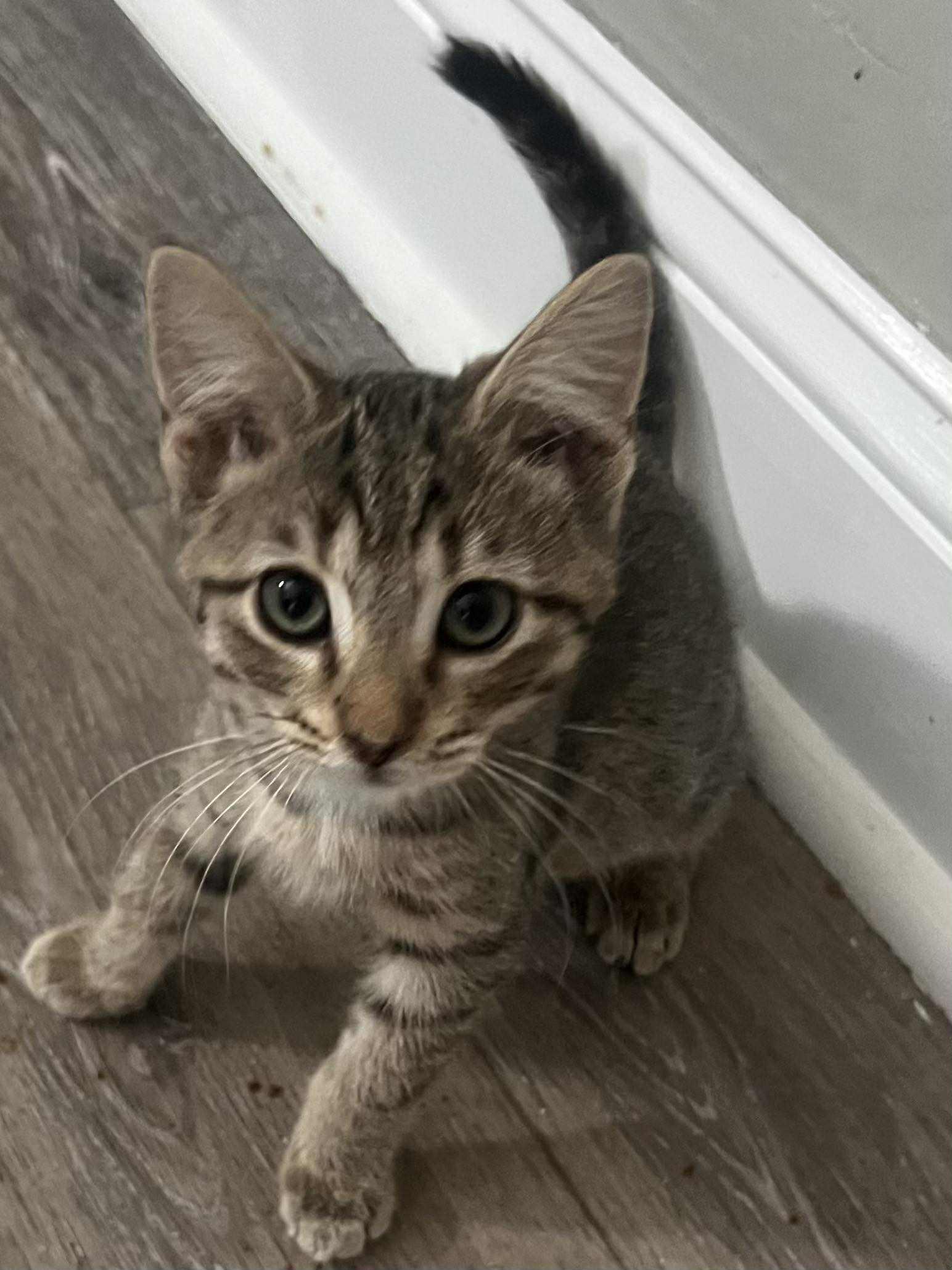 Piston, a Adoptable Domestic Short Hair in Indianapolis, IN image 6/6