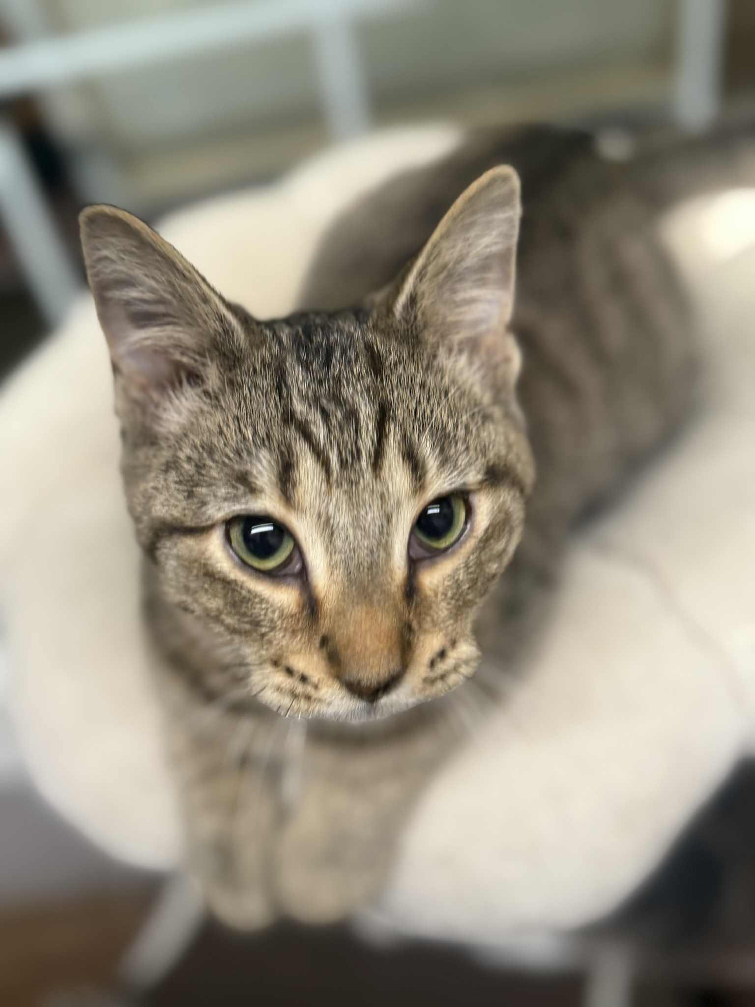 Piston, a Adoptable Domestic Short Hair in Indianapolis, IN image 4/6